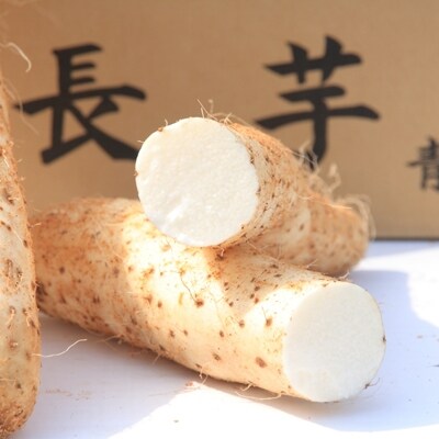 青森県三沢市産 雪下で熟成した甘みと粘りの強い「旬のながいも」3kg