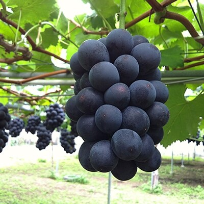ぶどうの里からもぎたて直送!厳選「大房巨峰(種なし)」1房