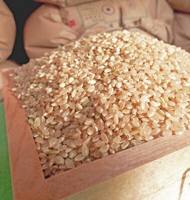 【平成29年産】勝浦産こしひかり(玄米)30Kg