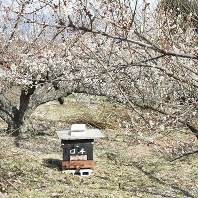 ”みつばちの大地” 金太郎のふる里、南足柄ブランドの百花みつ 1200g