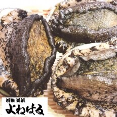 若狭湾の天然活黒アワビ 600g【大サイズ】