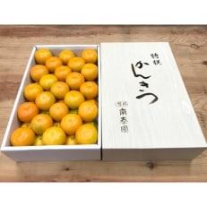 【極早生・有田みかん】化粧箱『特秀』M～SS(サイズ指定不可・3kg程度)