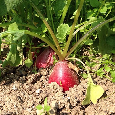 【渥美半島より新鮮野菜をお届けします】　旬彩野菜バスケット