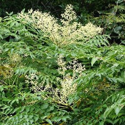 創業百年・熊野古道 峠の蜂蜜