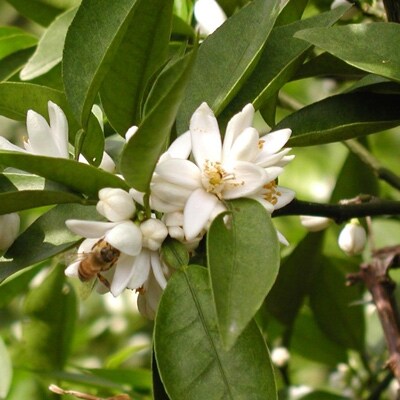 創業百年・熊野古道 みかん蜂蜜