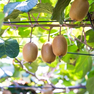 【人気】和歌山県産 厳選!! 濃厚キウイフルーツ (秀品)約3.6kg