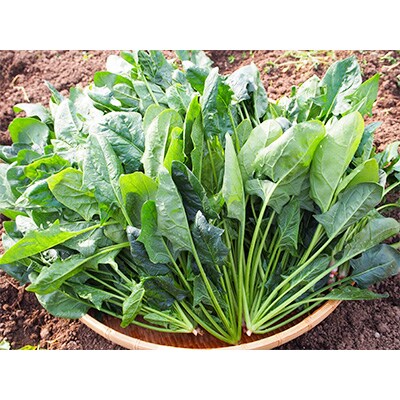 野菜ソムリエサミット★(一つ星)獲得。吉田園のほうれん草200g×30袋