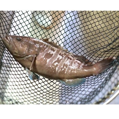 【産地直送】福井マハタ　薄造り(1尺32cm皿)・マハタ鍋用900g(4～5人前)