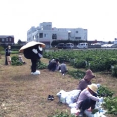 埼玉県春日部市庄和地区産「黒豆」オーナー権