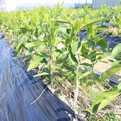 清見(きよみ)　苗木　2年生　1本入り　