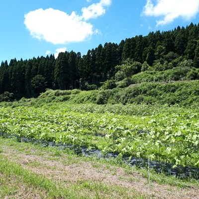 【さとふるで自由研究】NICE FARMの“固定種の野菜”収穫体験　ヴィーガン料理ランチ券付