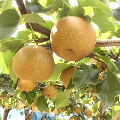 久喜市の梨(豊水5kg)