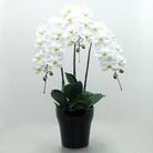 渥美半島たはらブランド　中村洋ランの胡蝶蘭　白大輪3本陶器鉢寄せ植え