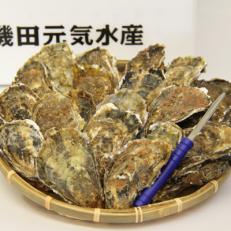 殻付き牡蠣(かき)Lサイズ20個入(加熱容器付)