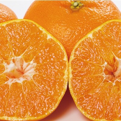 三代目みかん職人がつくる【頂みかん】5kg