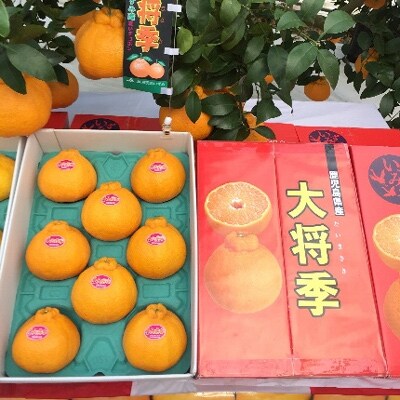 出水市特産の大将季【約3kg】