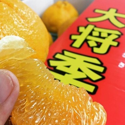 出水市特産の大将季【約3kg】