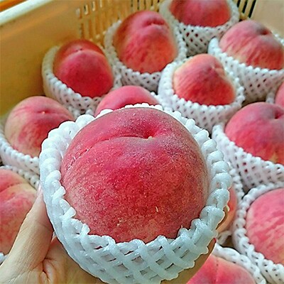 旬を先取り!甘く可憐な 「はなよめ」約1kg