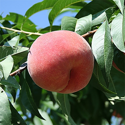 旬を先取り!甘く可憐な「花嫁(はなよめ)」「ちよひめ」約1kg 6月中旬発送