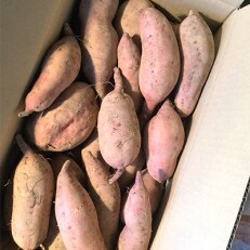 【栽培期間中農薬不使用】さつまいも「安納いも」5kg