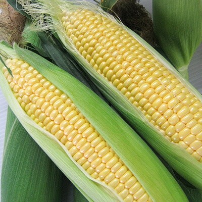 【先行受付開始】令和3年産 スイートコーンイエロー&ホワイト食べ比べ(L~2Lサイズ各5本計10本)