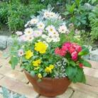 季節のお花寄せ植え(テラコッタ鉢)