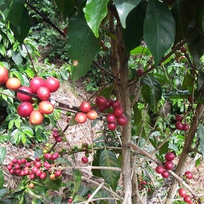 【スペシャルティコーヒー】サンタカタリーナ/フレンチを含む自家焙煎珈琲豆4種類×200g(粉の状態)
