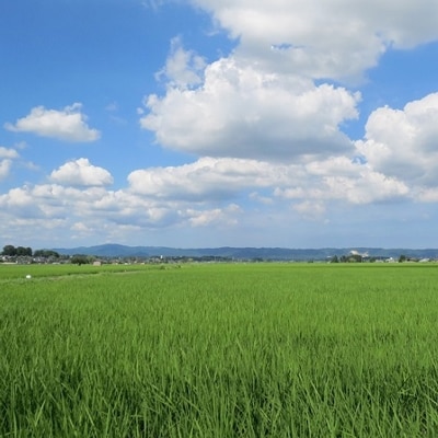 黄門米特別栽培米コシヒカリ白米5kg×1袋