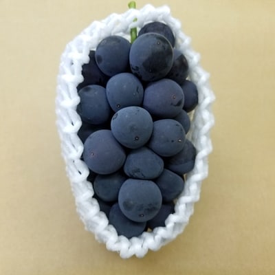 【先行受付】種なし巨峰(または種なしピオーネ)約2kg(3～4房)