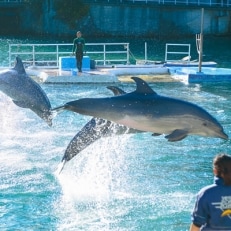 下田海中水族館ペア入場券