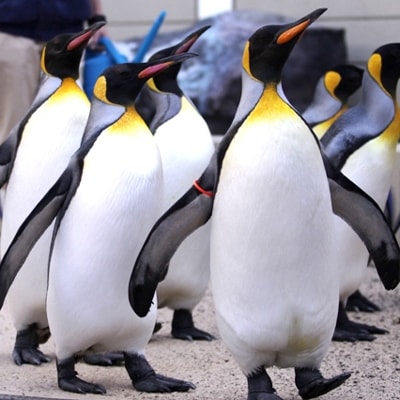 下田海中水族館ペア入場券