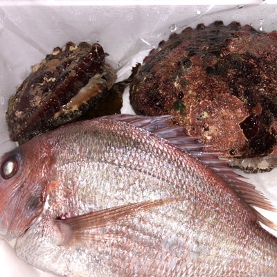 八幡浜発!竹中水産の「アワビ三昧大サイズ」600g(鯛もしくはアジとセット)　【H22-212】