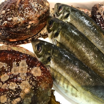 八幡浜発!竹中水産の「アワビ三昧、中サイズ」600g(鯛もしくはアジとセット)【H22-213】