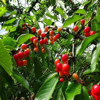 尾花沢産さくらんぼ佐藤錦 化粧づめ