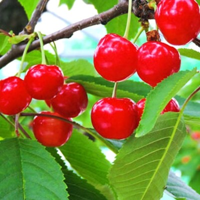 尾花沢産さくらんぼ 紅秀峰 化粧づめ