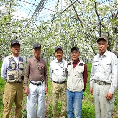 先行受付 さくらんぼ 紅秀峰 500g×2 1kg 秀 Lサイズ以上 化粧詰め 山形県尾花沢市産
