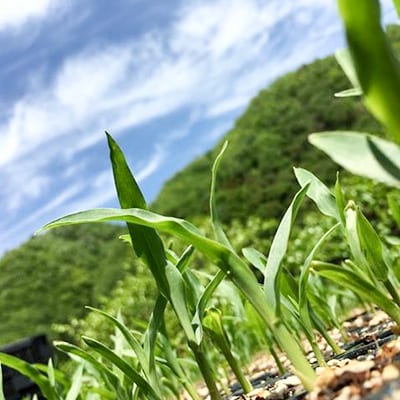 【期間限定】安芸太田町産とうもろこし(ゴールドラッシュ)12本