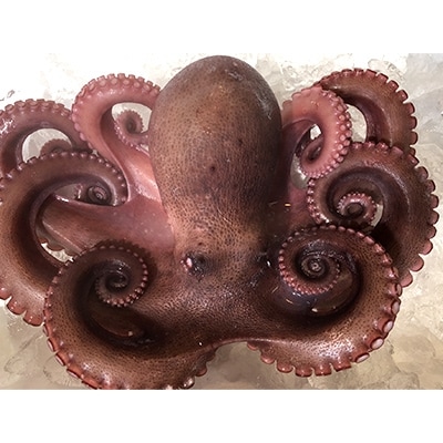 八幡浜発!竹中水産のたっぷり「浜茹で地蛸」三昧!1.5kg前後【F22-189】