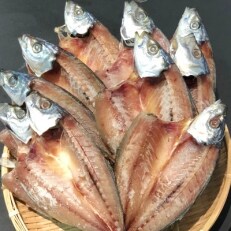 八幡浜発!竹中水産の「匠の天日干し(宇和海産天然アジ)」10~15匹以上(1.5キロ保証)