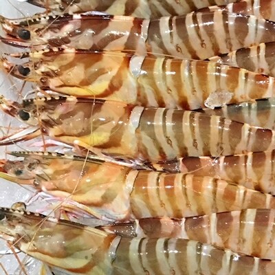 八幡浜発 竹中水産の 天然車海老大or中サイズ やっぱり違う天然 G22 224 お礼品詳細 ふるさと納税なら さとふる 八幡浜発 竹中水産の 天然車海老大or中サイズ やっぱり違う天然 G22 224 お礼品詳細 ふるさと納税なら さとふる