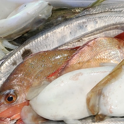 竹中水産の八幡浜発!「魚好きにはたまらない!鮮魚BOX」【F22-135】