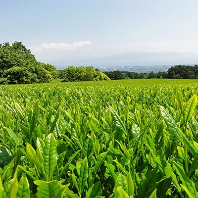 愛鷹茶　深蒸し茶かほり100g×5袋・ブレンドくき煎茶松200g×5袋