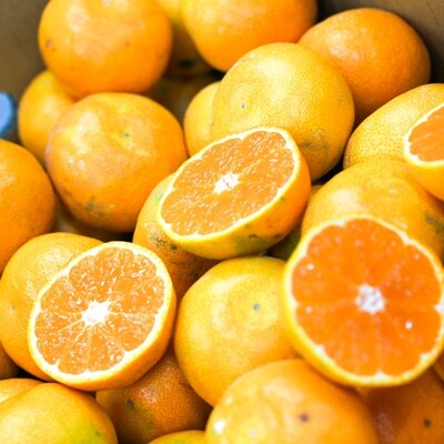【訳あり】完熟有田みかん 約10kg (S・M・Lのいずれか)
