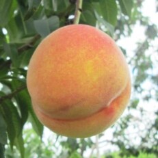 長野県産 桃とネクタリンから生まれたフルーツ ワッサー 約5kg 秀品 のレビュー 口コミ一覧 ふるさと納税サイト さとふる 長野県産 桃とネクタリンから生まれたフルーツ ワッサー 約5kg 秀品 のレビュー 口コミ一覧 ふるさと納税サイト さとふる