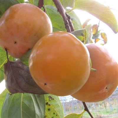 竜王産 厳選 “柿” 約6kg