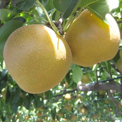 竜王産 厳選 “梨” 約5kg