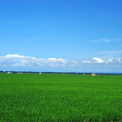 大潟村産あきたこまち20kg(10kg×2)