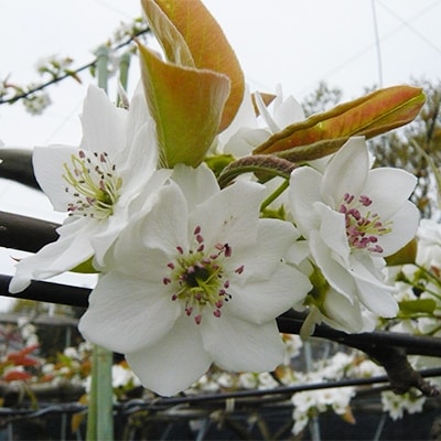 ＜新井梨園＞幸水梨　【6～9玉】　3kg