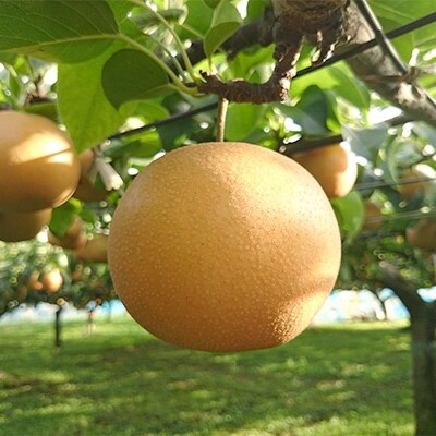 ＜新井梨園＞豊水梨　【5～8玉】　3kg