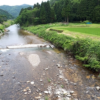京丹後米～水と文化が育んだ～こしひかり 精米 3kg 環境に優しいこだわりの肥料で育てたコシヒカリ